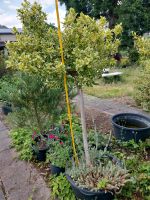 Euonymus Stamm, Spindelstrauch, Solitär, Baum immergrün, Terasse Hessen - Gießen Vorschau