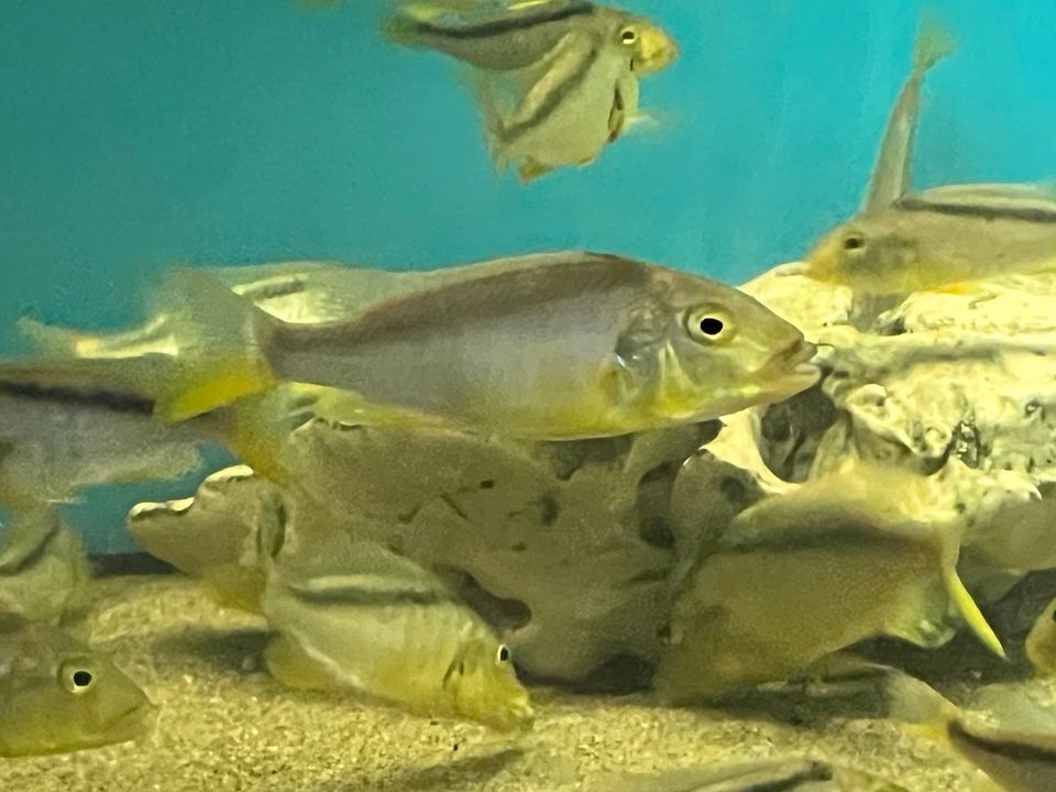 Buccochromis Rhoadesii in Düsseldorf