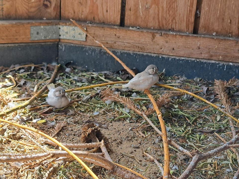 Zebrafinken Kanarien Nymphensittich in Neustadt (Dosse)