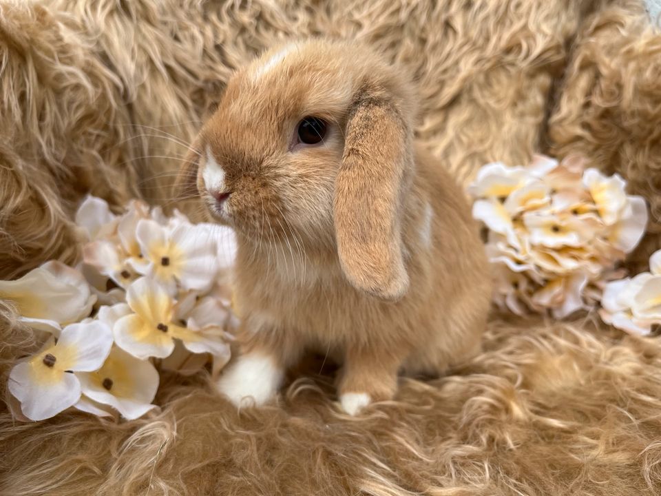 ♥️Abgabebereit! Minilop-Zwergwidder-Zwergkaninchen-Mini Lop♥️ in Waldbüttelbrunn