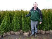 Große Thuja-Heckenpflanzen mit Ballen zur Selbstabholung Kreis Pinneberg - Ellerhoop Vorschau