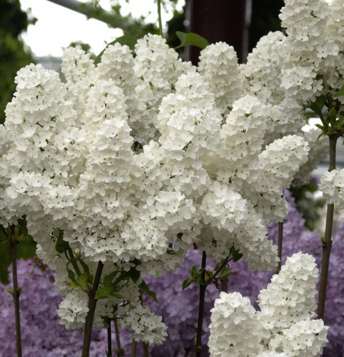 Edelflieder Florent Stepman 40-60cm - Syringa vulgaris in Bad Zwischenahn