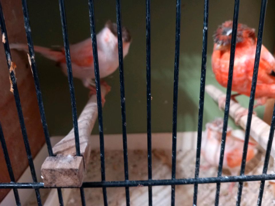 Kanarienvögel in Hamm