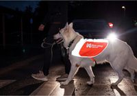 Leucht-Jacke Hund - Alternative zum Leuchthalsband Größe XXS- XXL Baden-Württemberg - Althütte Vorschau