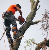 Firma Hölzel Leipzig - Baumabtragung, Bäume Fällen Leipzig - Neustadt-Neuschönefeld Vorschau