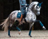 Equestrian Stockholm Emerald Schabracke & Bandagen Matt Harnacke Brandenburg - Ludwigsfelde Vorschau