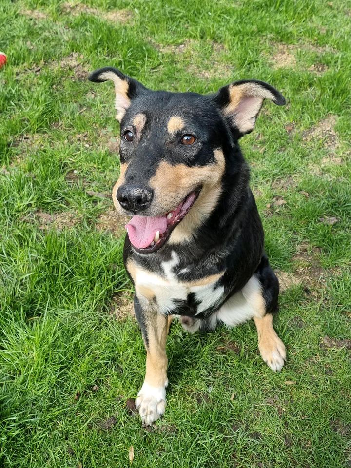 Dylan - Rüde mit Handicap sucht ländliches Zuhause ❤️ in Grevenbroich