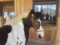 Reitbeteilligung als Frühlingsangebot!! Niedersachsen - Wulfsen Vorschau