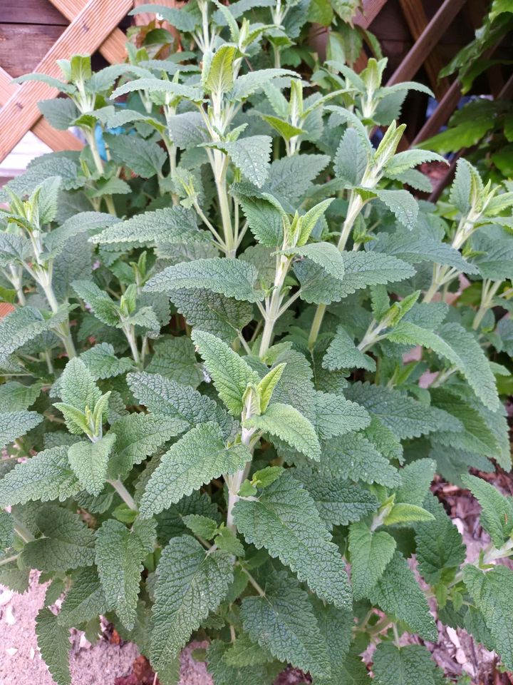 Kaukasus-Gamander (Teucrium hircanicum) in Schermbeck