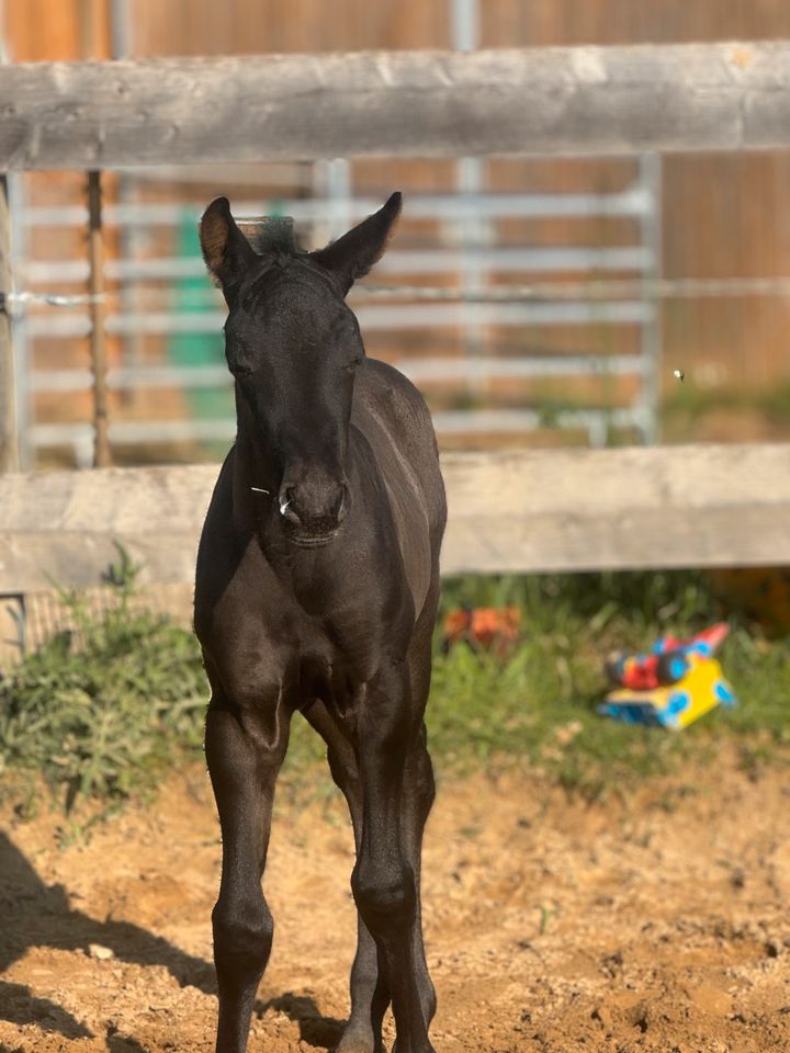 Black quarter horse colt Reining in Nürnberg (Mittelfr)