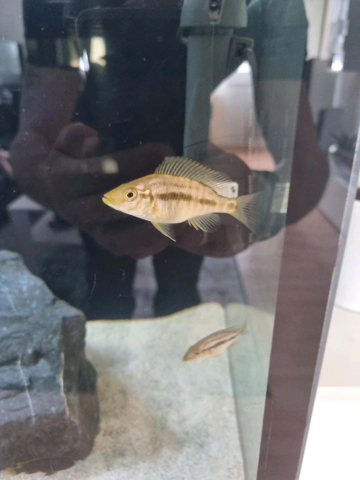 Dimidochromis compressiceps in Dortmund