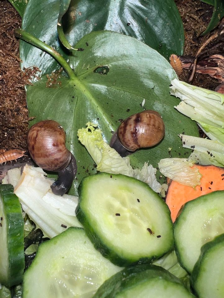 Achatschnecken Pleurodonte Veronicella Laevicaulis Rumina Leptina in Chemnitz