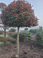 Ilex aquif. Alaska - Hochstamm, Sth. 225 cm, Krone 180 cm Durchm. Niedersachsen - Wiesmoor Vorschau