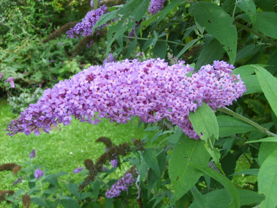 4 x Sommerflieder Buddleja davidii, Schmetterlingsflieder getopft in Frickingen