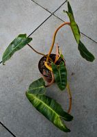 Philodendron Billietiae Y10 Hessen - Obertshausen Vorschau