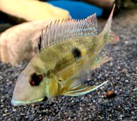 Geophagus brachybranchus 7-8cm Brandenburg - Potsdam Vorschau