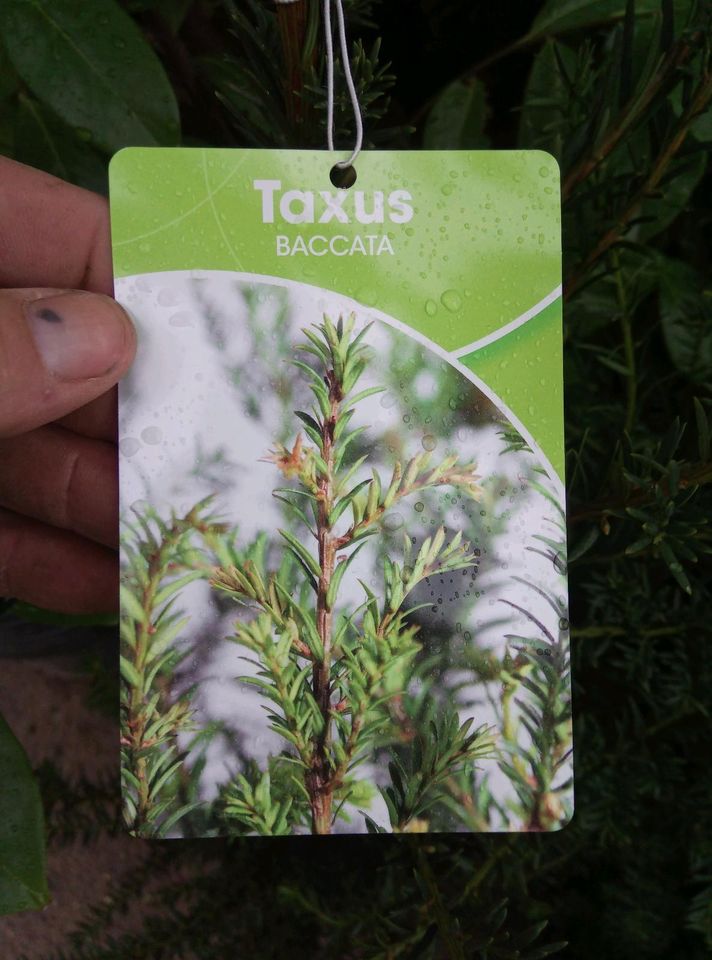 Taxus baccata - Eibe 100/125cm - immergrüne Heckenpflanzen in Dreieich