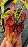 Nepenthes (ampullaria x mirabilis) x dubia BE-3694 Baden-Württemberg - Weinheim Vorschau