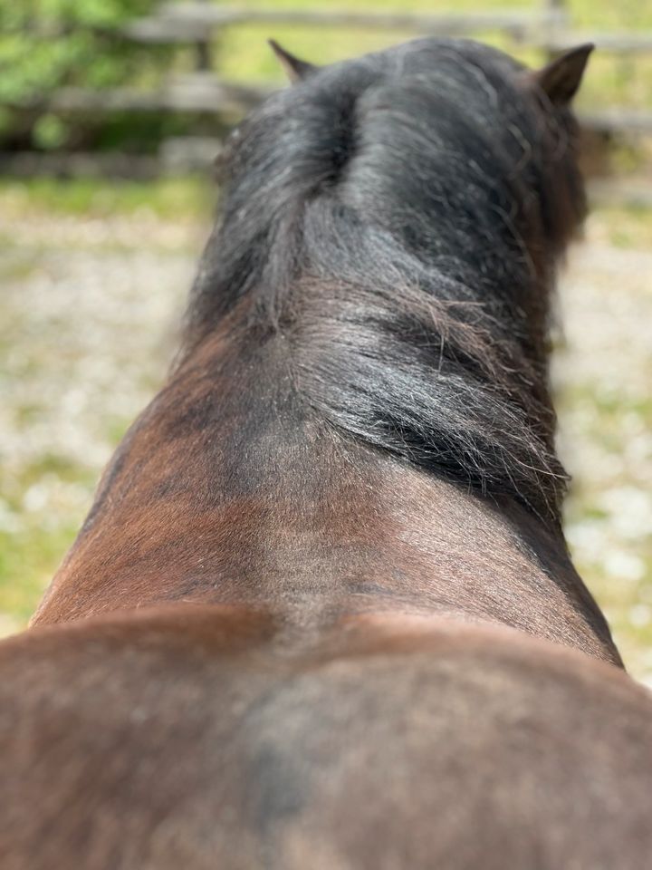 Kurzer breiter Sattel | 14 Tage Test | SONDERPREIS❣️Ratenzahlung | Isländer Haflinger Tinker Noriker Friesen Konik Pferde Stute Wallach Hengst Isländersattel Islandsattel Töltsattel Tölt Dressur 17,5“ in Pressig