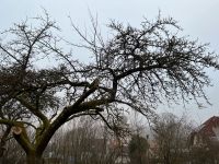 Obstbaumpflege, Obstbaum schneiden Bayern - Velburg Vorschau