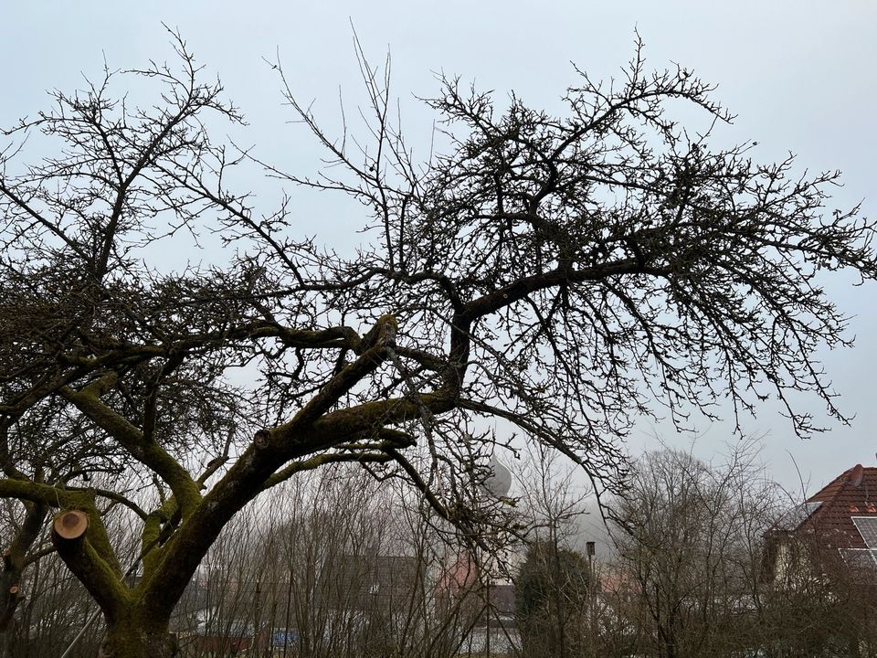 Obstbaumpflege, Obstbaum schneiden in Velburg