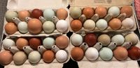 Bunte Eier von glücklichen Hühnern Niedersachsen - Weener Vorschau