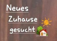 Junge Familie sucht neues Zuhause Niedersachsen - Melle Vorschau