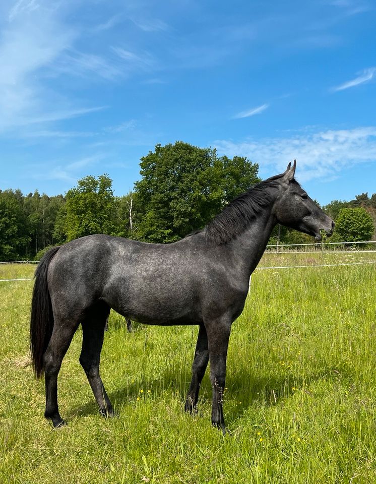Stute , klein Pferd , XXL Pony , 3 Jährig in Marklohe