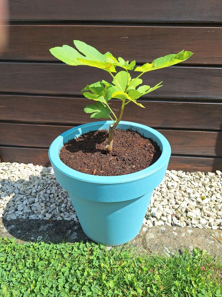 Feigenbaum Feige Ficus Carica Feigenbäume Pflanzen Garten Balkon in Gelnhausen