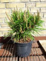 Japanische Rotkiefer Bonsai Baum Eimsbüttel - Hamburg Eidelstedt Vorschau