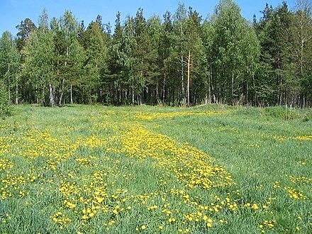 Suche Wiesengrundstück in Rödental