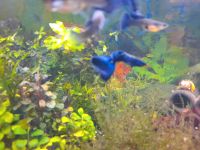 Reinerbige Moscow blue Guppys Mecklenburg-Vorpommern - Klütz Vorschau