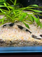 Black Rili Garnelen | Neocaridina Sachsen - Hoyerswerda Vorschau