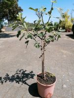 Ficus carica Feigenbaum Nordrhein-Westfalen - Korschenbroich Vorschau