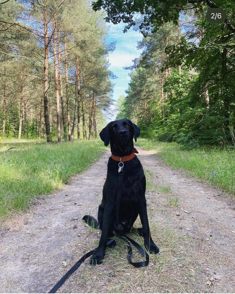 Einzel Hundebetreuung Urlaubsbetreuung in Berlin