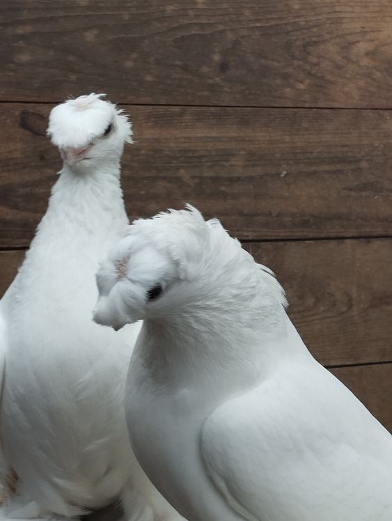 Weiße usbekische Tauben ein Weibchen und ein Männchen in Osnabrück