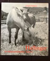 Guttmann Haflinger im Originalzuchtgebiet Südtirol Buch Pferde Sachsen - Heidenau Vorschau