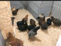 Aktuell vom 20.5.24  Grünleger Araucaner Hühner Hennen Legehühner Nordrhein-Westfalen - Reichshof Vorschau