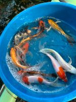 Japan Koi Butterfly Japan Koi Niedersachsen - Großefehn Vorschau