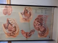 Schulkarte Lehrtafel Der menschl. Körper Beckenorgane der Frau Bayern - Nördlingen Vorschau