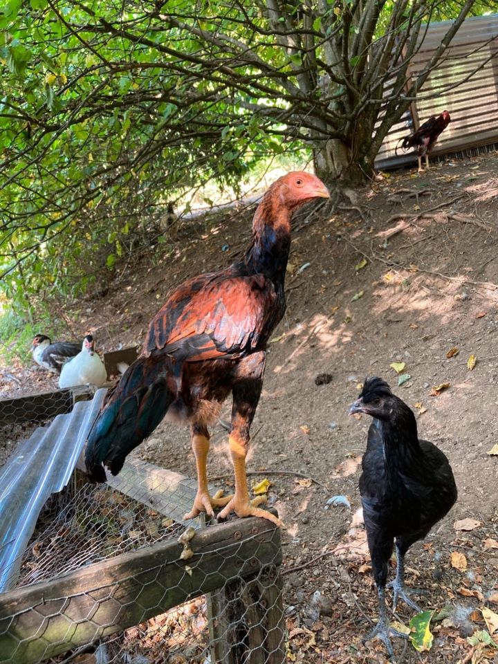 Junge Henne Hahn schöne Naturbrut Hühner sehr gute Glucke in Siegen