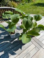 Hosta Elegans - Blaublattfunkie - 3 triebig Hessen - Reinheim Vorschau