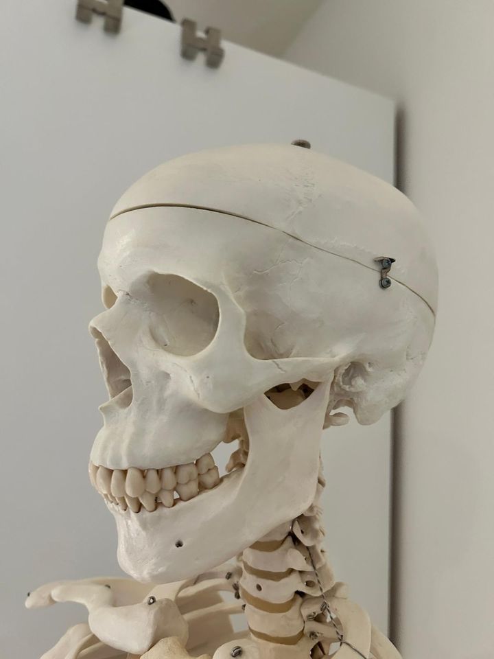 Skelett 3B Scientific - Medizinstudium - Physiotherapie - Rettung in Regensburg