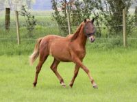 schicker PRE Hengst, Fuchs mit Pearl Gen, ANCCE Papiere Niedersachsen - Steyerberg Vorschau