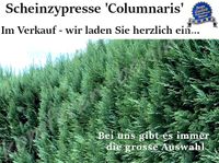 Blau Scheinzypresse Heckenpflanzen Beste Qualität! Günstig! Sachsen-Anhalt - Kamern Vorschau