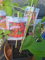 Tomaten Jungpflanzen günstig, selbst gezogen Nordrhein-Westfalen - Dülmen Vorschau
