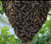 Bienenschwarm Sachsen - Mittweida Vorschau