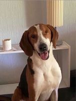 Fido, Rüde kastriert, ca 4 Jahre, ca 60 cm, Bracke-Mix Nordrhein-Westfalen - Viersen Vorschau