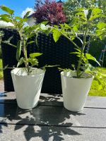 2 Cherry Tomaten Pflanzen Nordrhein-Westfalen - Lippstadt Vorschau