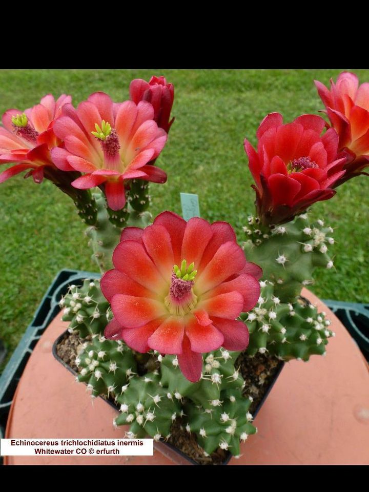 Seltene winterharte Echinocereen / Kakteen zu verkaufen in Sondershausen